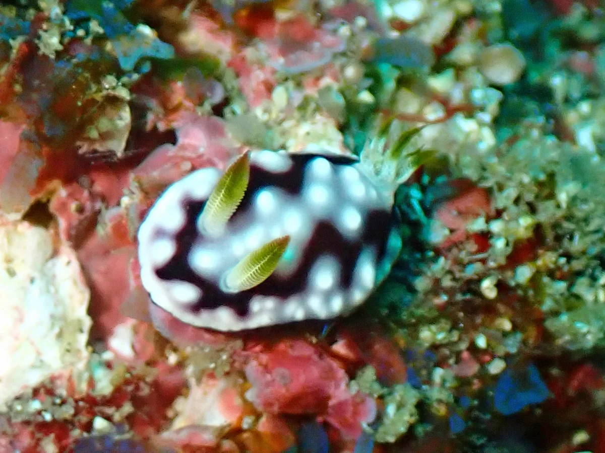 Goniobranchus geometricus - Mozambique - Tofo