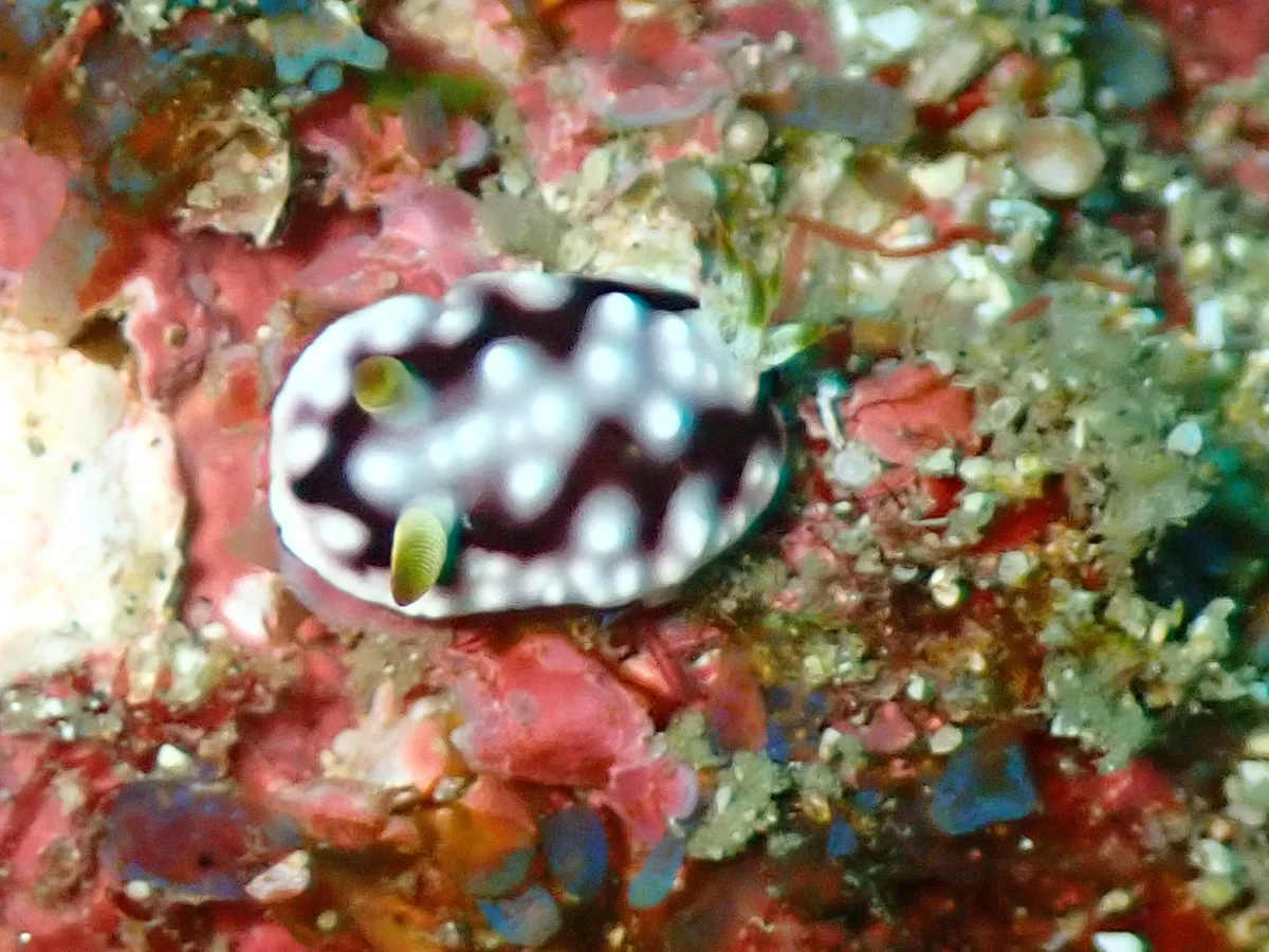 Goniobranchus geometricus - Mozambique - Tofo