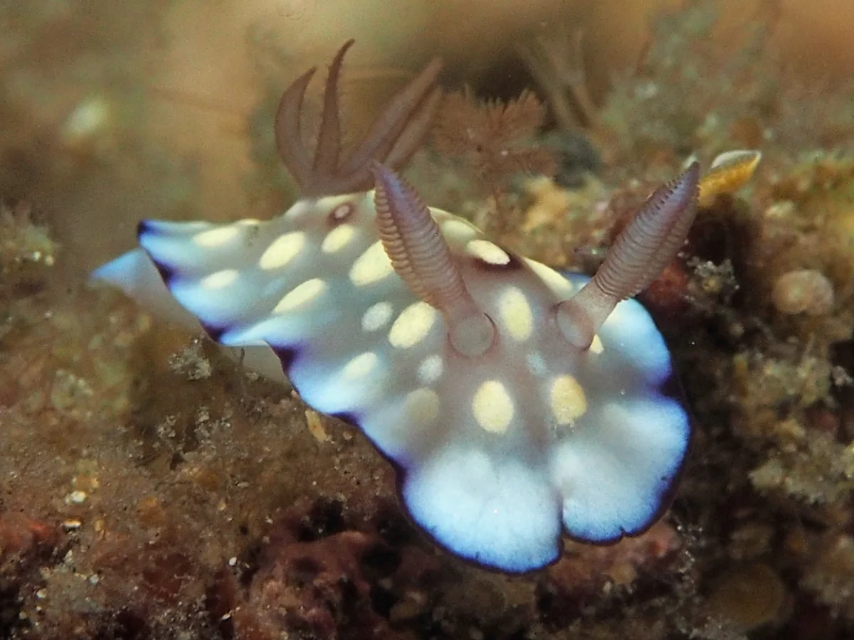 Goniobranchus hintuanensis - Indonesia - Lembeh