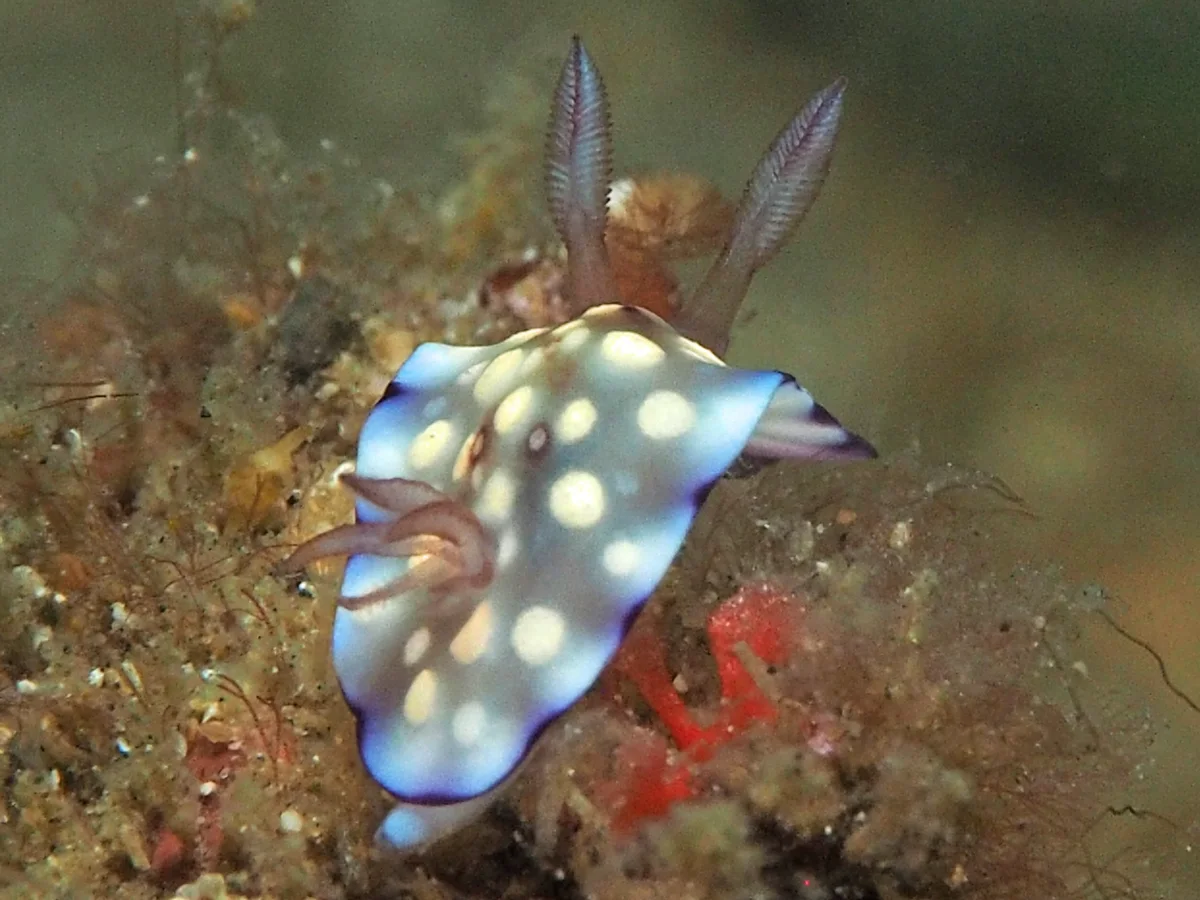 Goniobranchus hintuanensis - Indonesia - Lembeh