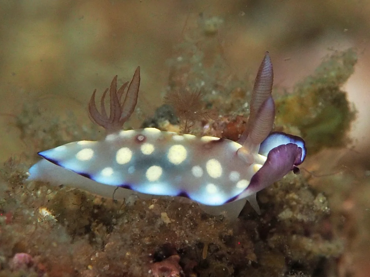 Goniobranchus hintuanensis - Indonesia - Lembeh