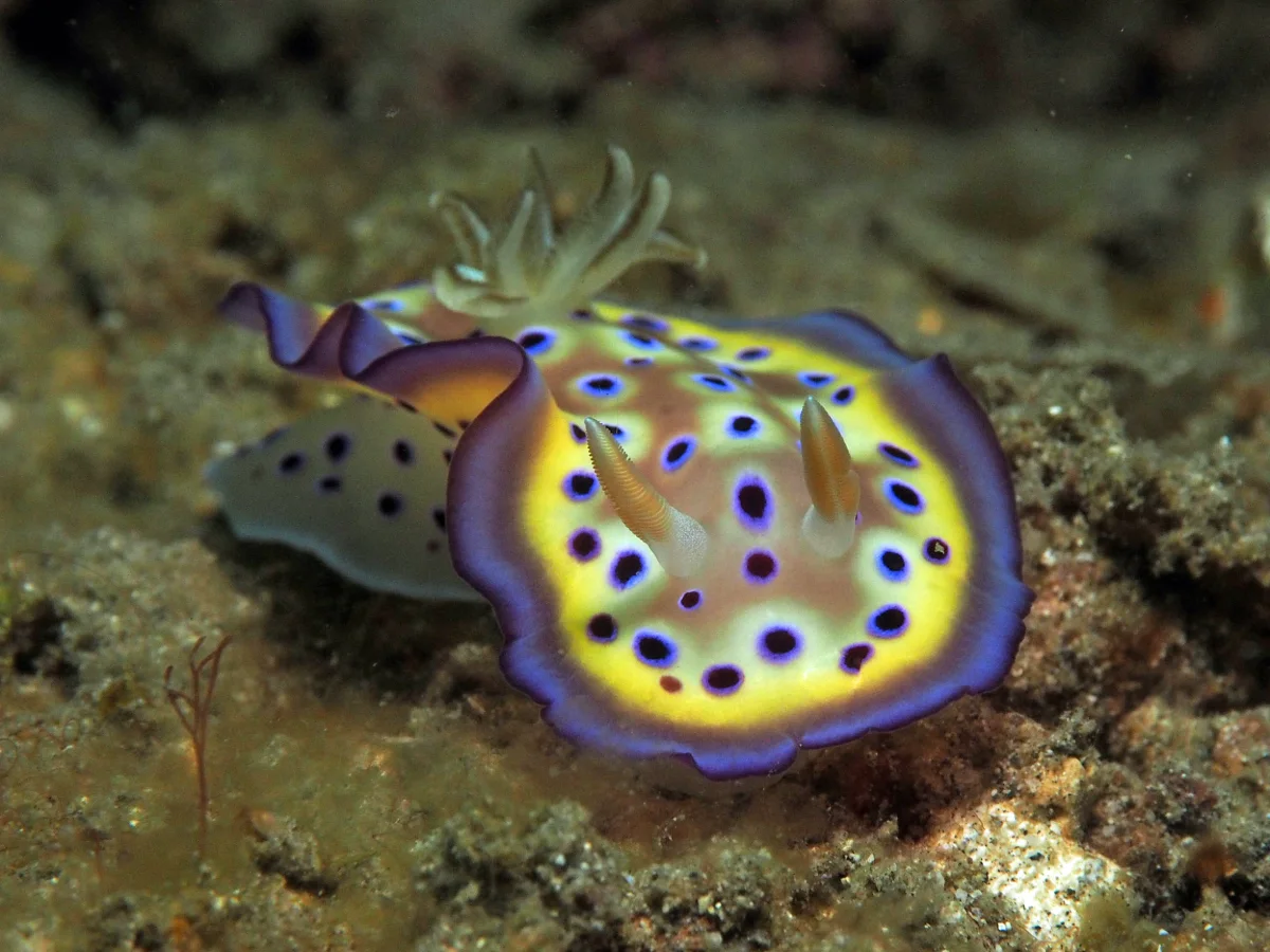 Goniobranchus kuniei - Indonesia - Lembeh