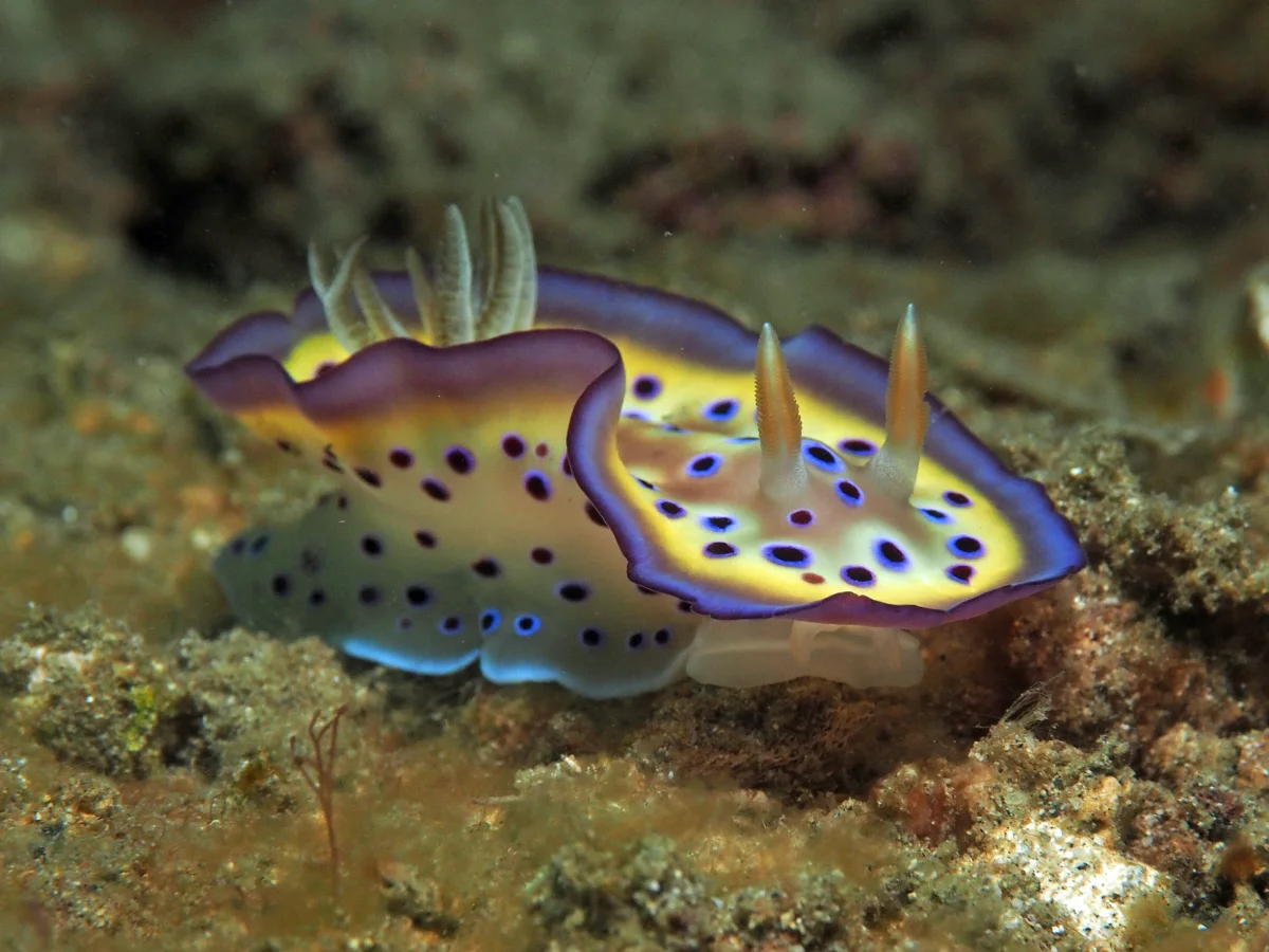 Goniobranchus kuniei - Indonesia - Lembeh