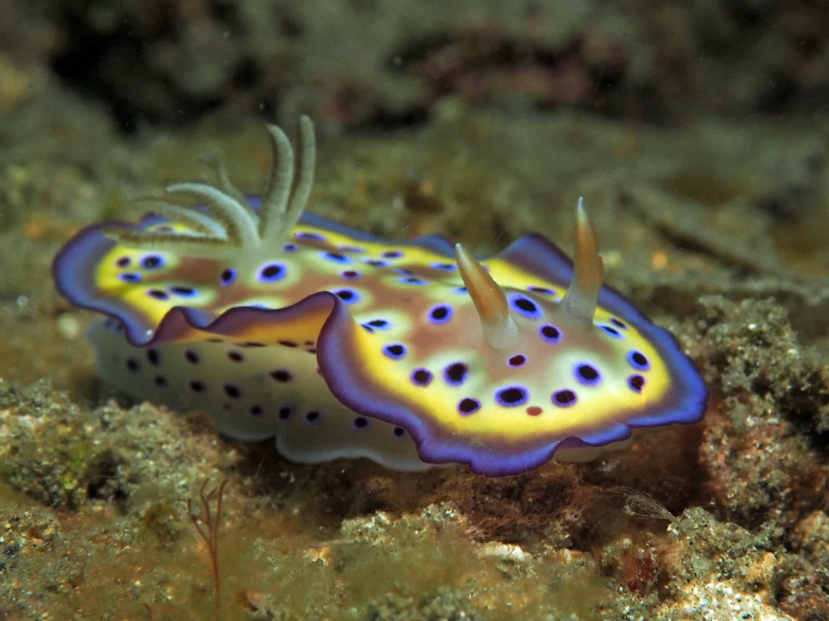 Goniobranchus kuniei - Indonesia - Lembeh