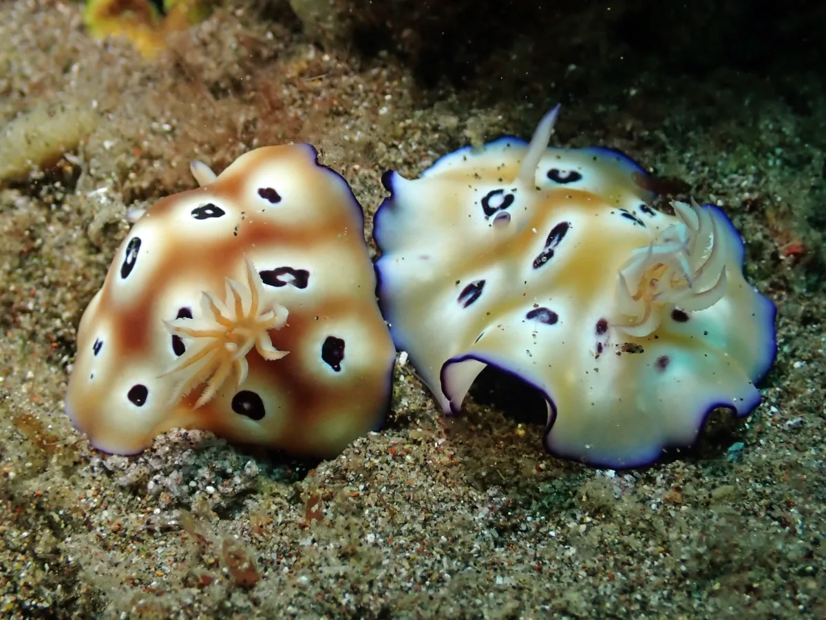 Goniobranchus leopardus - Indonesia - Lembeh