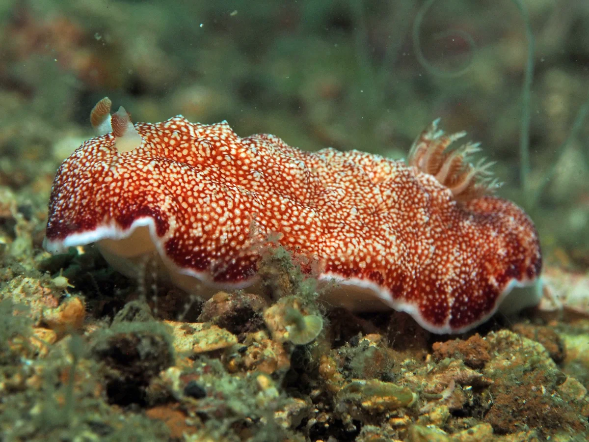 Goniobranchus reticulatus - Indonesia - Lembeh
