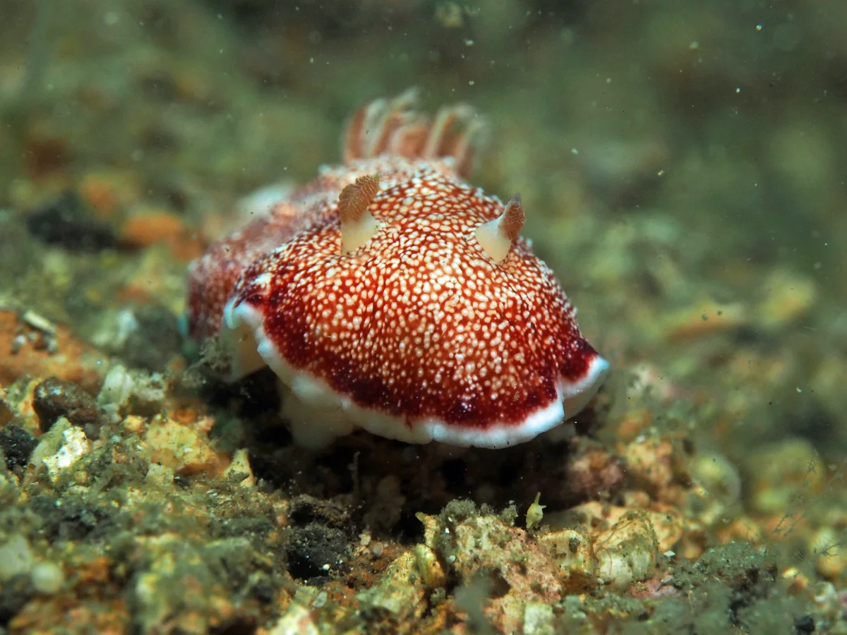 Goniobranchus reticulatus - Indonesia - Lembeh