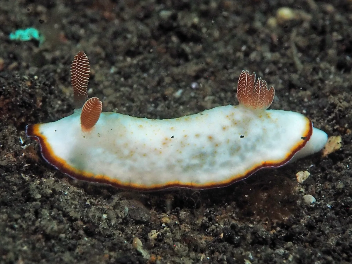 Goniobranchus verrieri