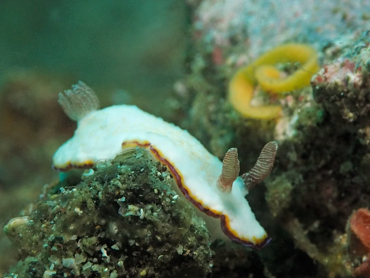 Goniobranchus preciosus - Indonesia - Lembeh
