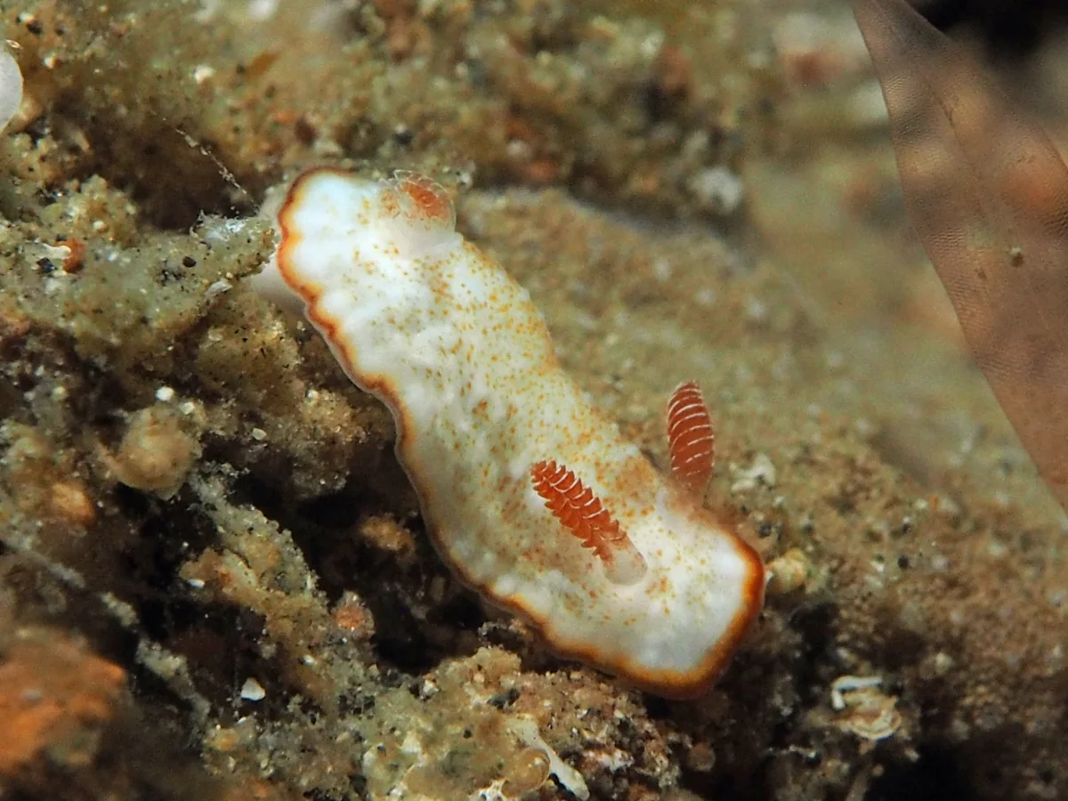 Goniobranchus preciosus - Indonesia - Lembeh