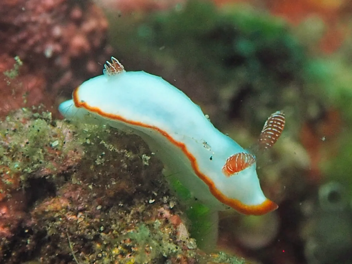 Goniobranchus verrieri - Indonesia - Lembeh