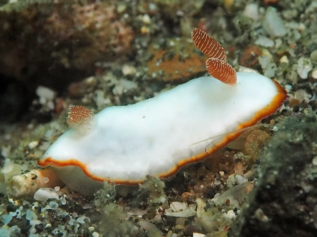 Goniobranchus verrieri - Indonesia - Lembeh