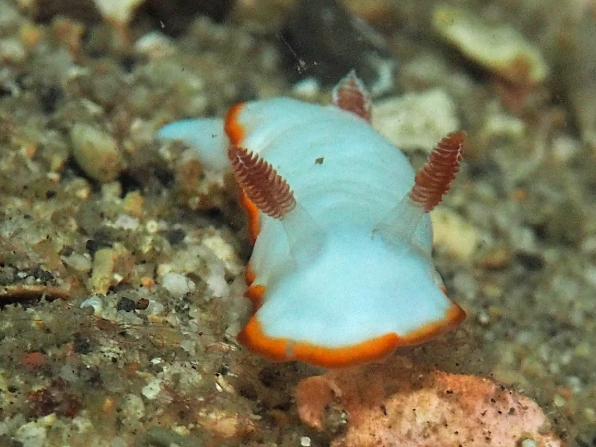 Goniobranchus verrieri - Indonesia - Lembeh