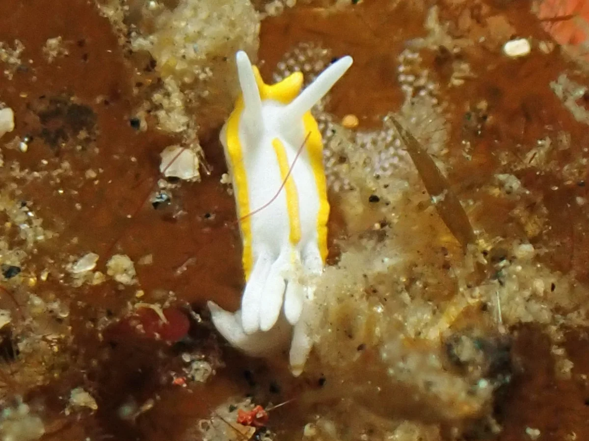 Goniodoridella savignyi - Indonesia - Lembeh