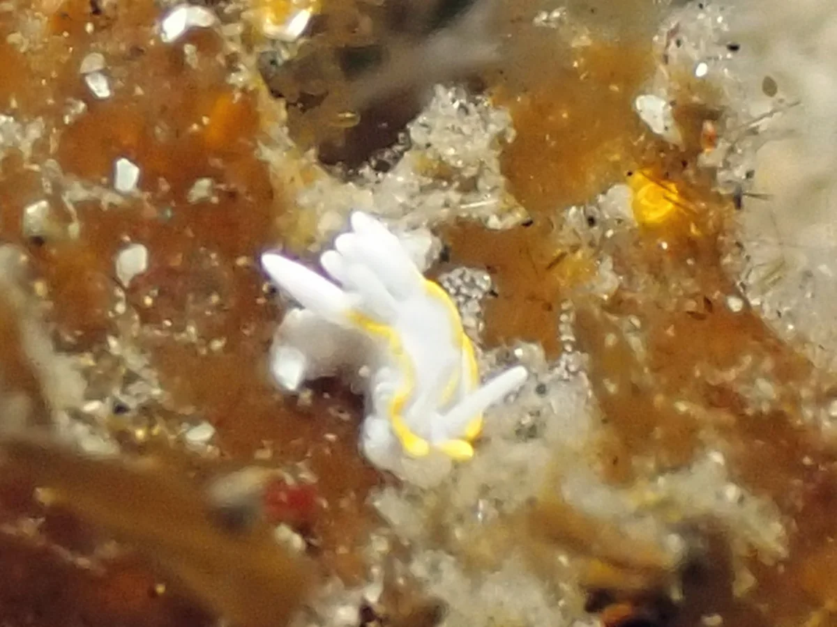 Goniodoridella savignyi - Indonesia - Lembeh