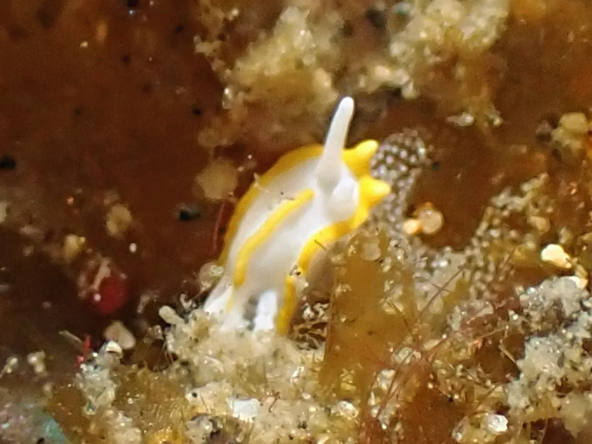 Goniodoridella savignyi - Indonesia - Lembeh
