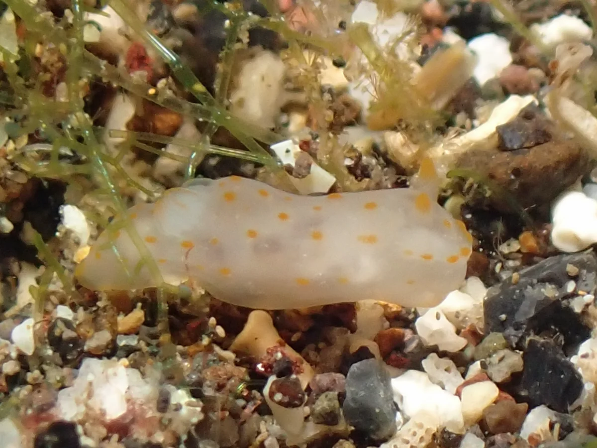 Gymnodoris citrina - Indonesia - Manado