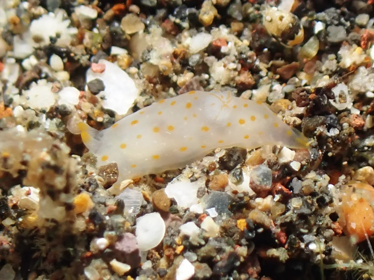 Gymnodoris citrina - Indonesia - Manado