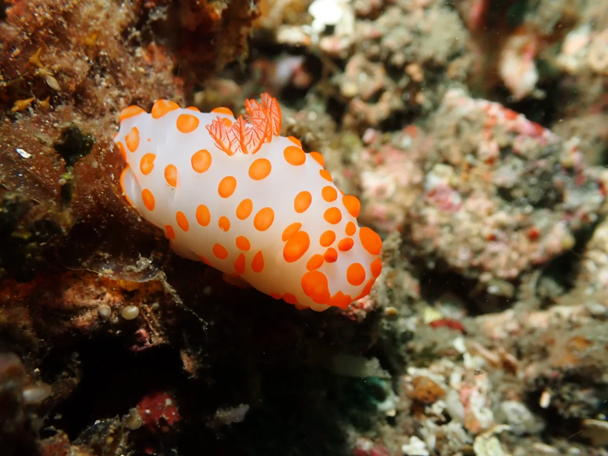 Gymnodoris impudica - Indonesia - Lembeh