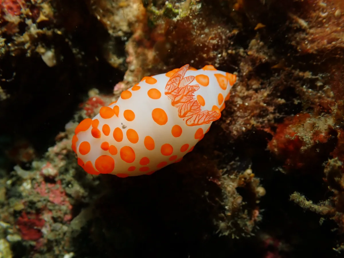 Gymnodoris impudica - Indonesia - Lembeh