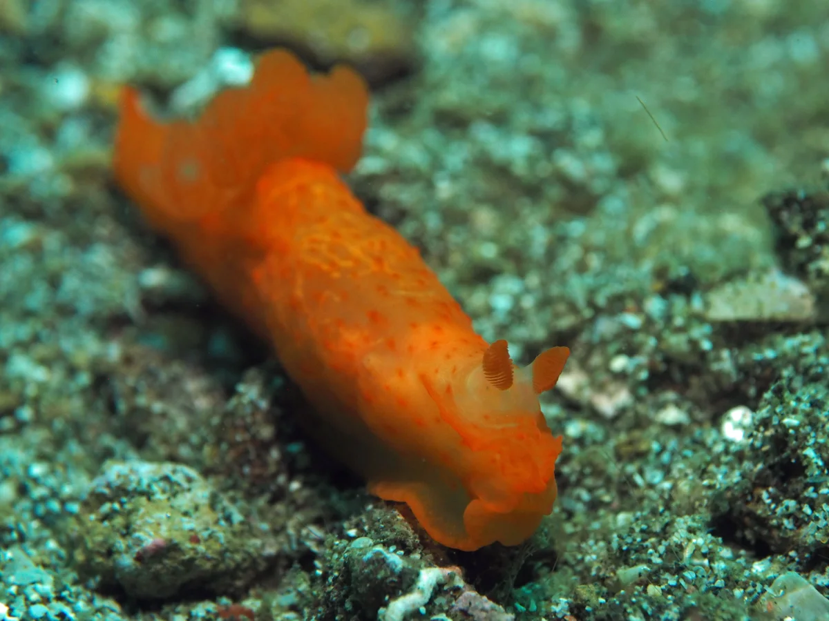 Gymnodoris inornata - Indonesia - Lembeh