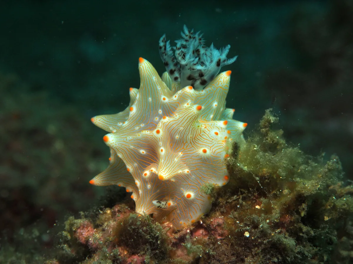 Halgerda batangas - Indonesia - Lembeh