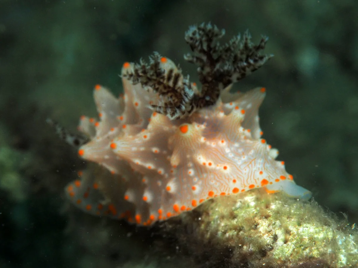 Halgerda batangas - Indonesia - Lembeh
