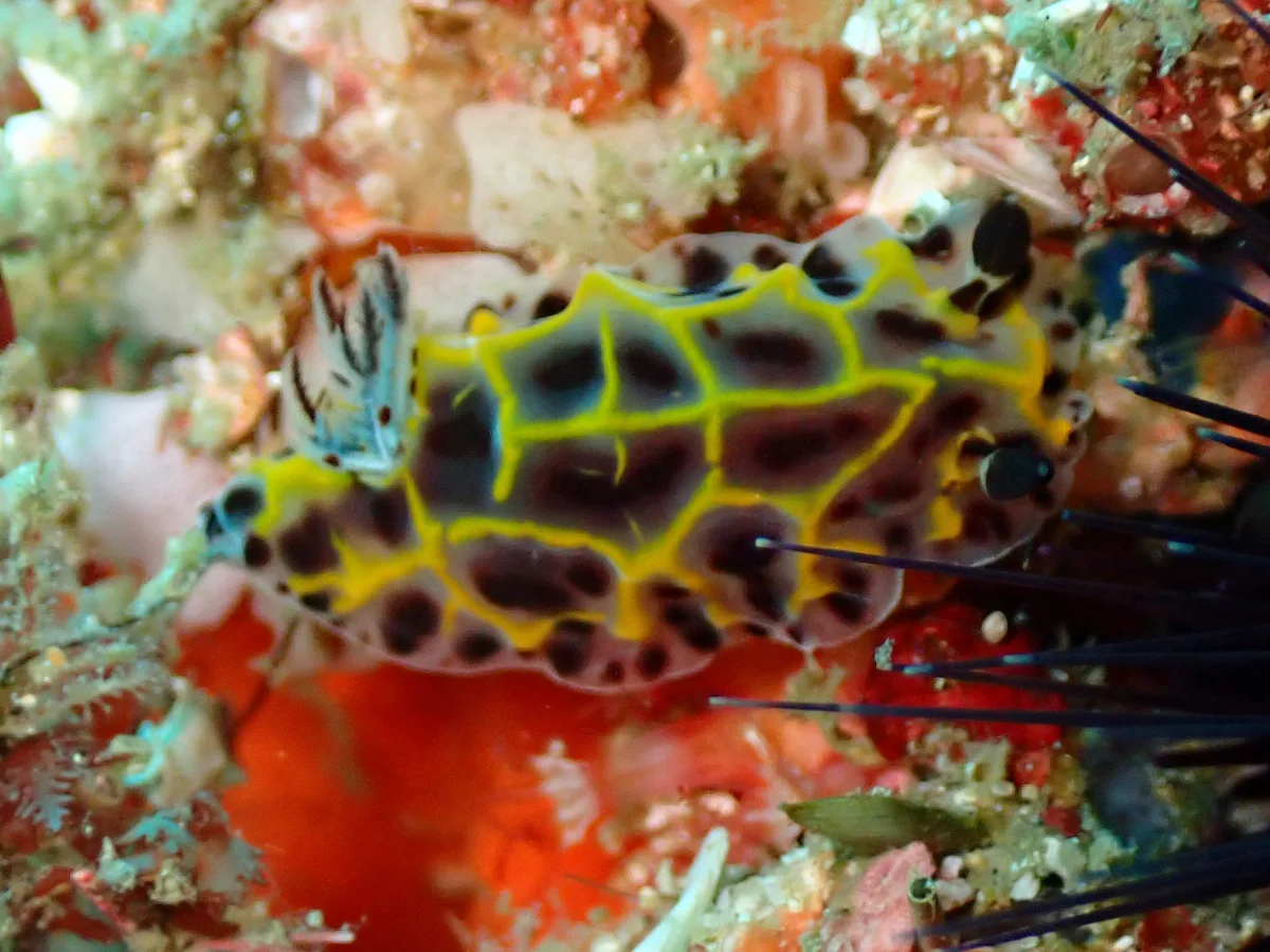 Halgerda wasinensis - Mozambique - Inhambane