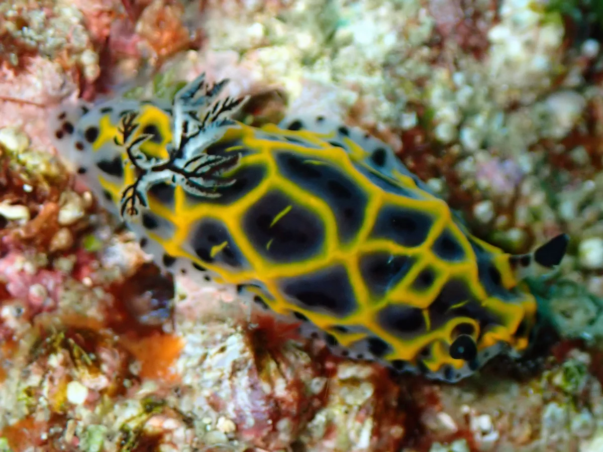 Halgerda wasinensis - Mozambique - Inhambane
