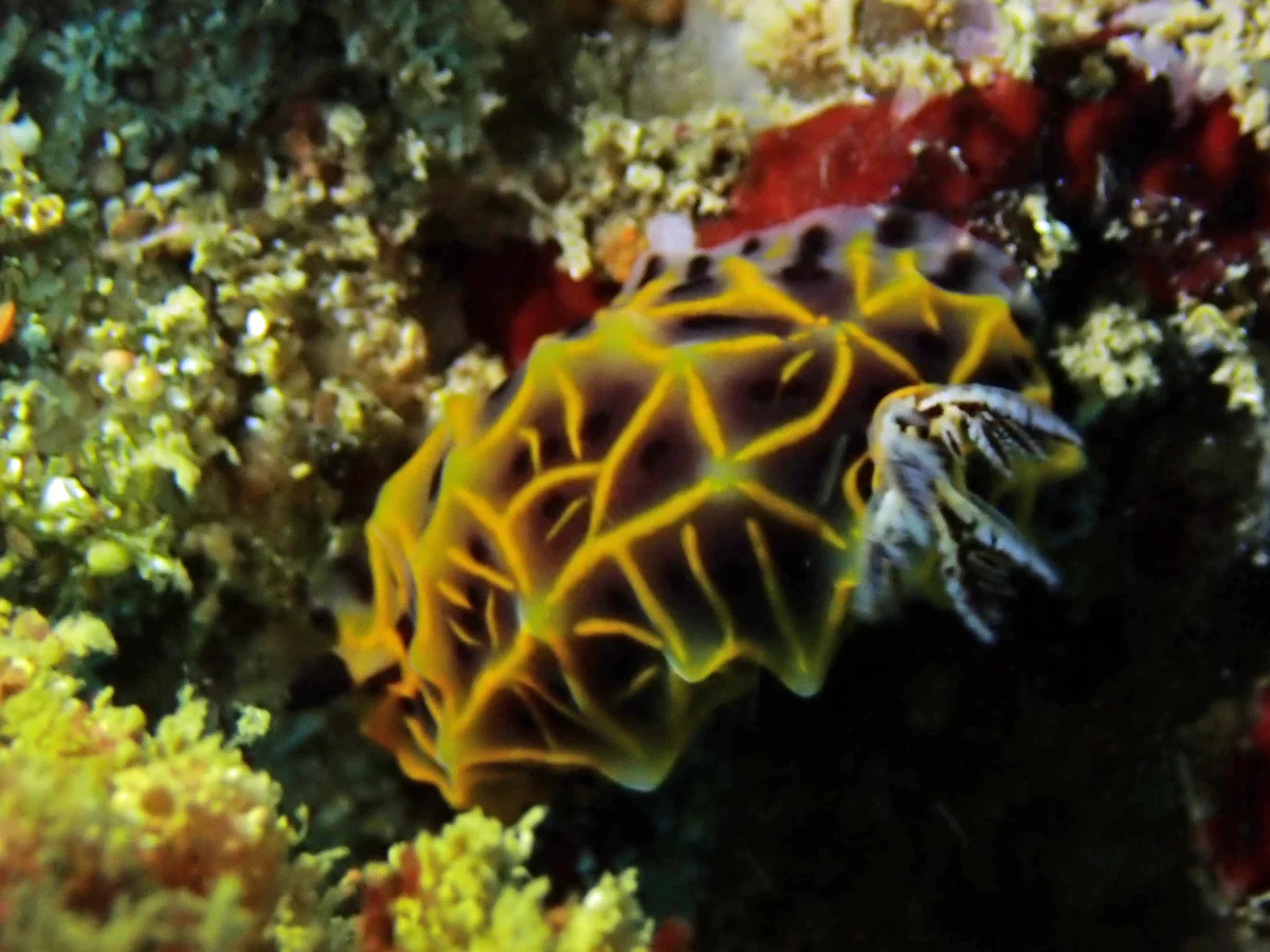Halgerda wasinensis - Mozambique - Inhambane