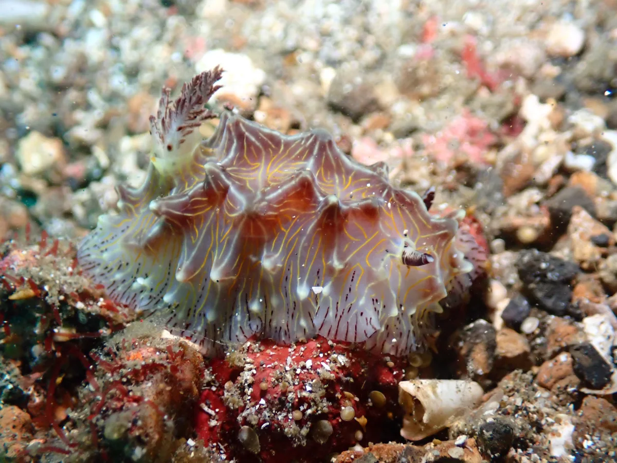 Halgerda willeyi - Indonesia - Lembeh