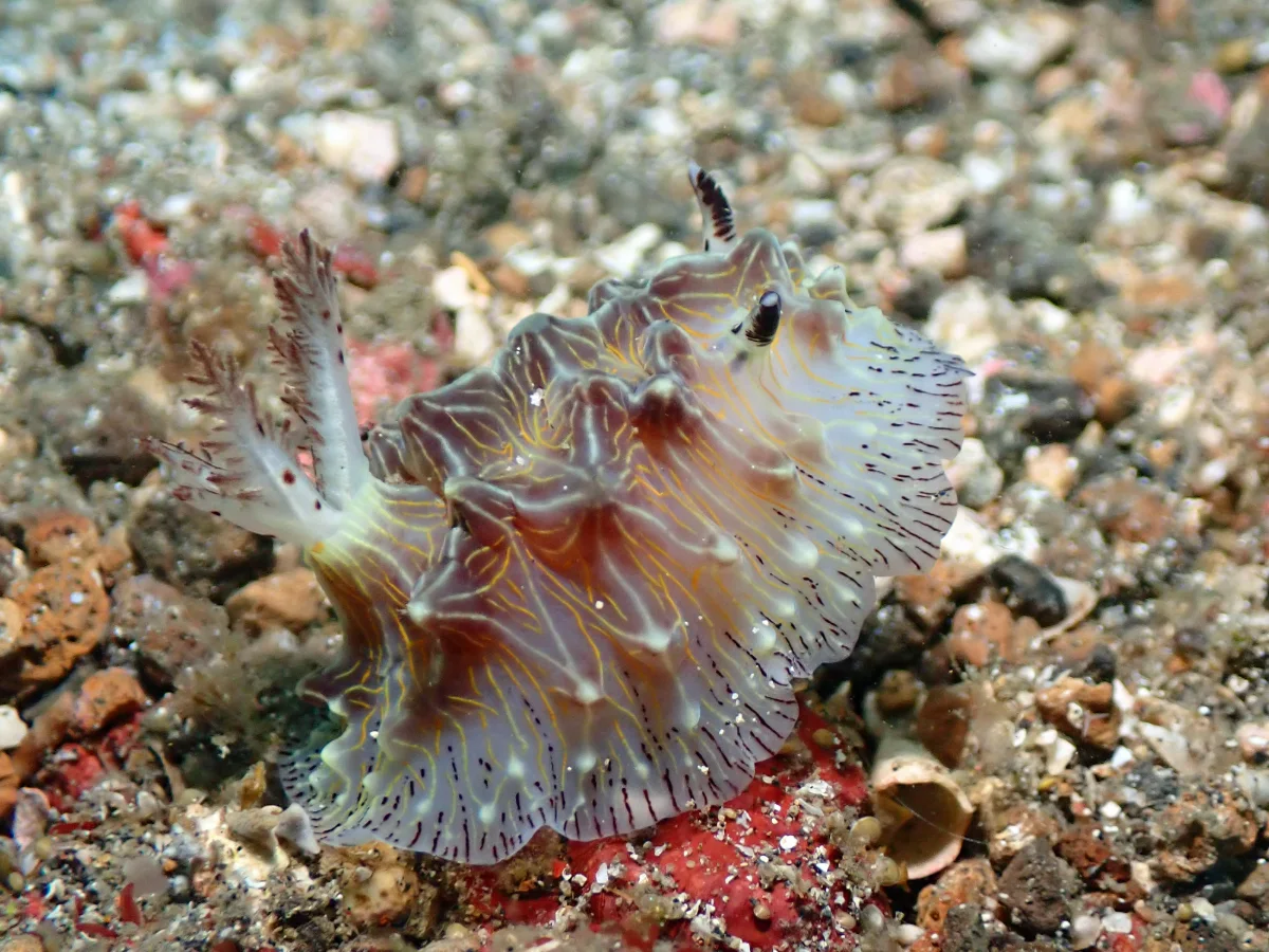 Halgerda willeyi - Indonesia - Lembeh