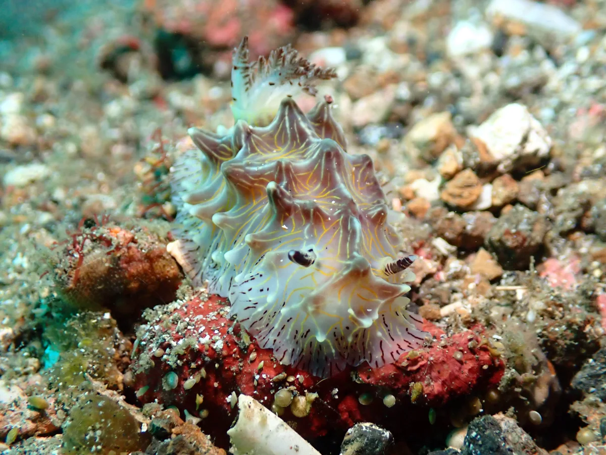 Halgerda willeyi - Indonesia - Lembeh