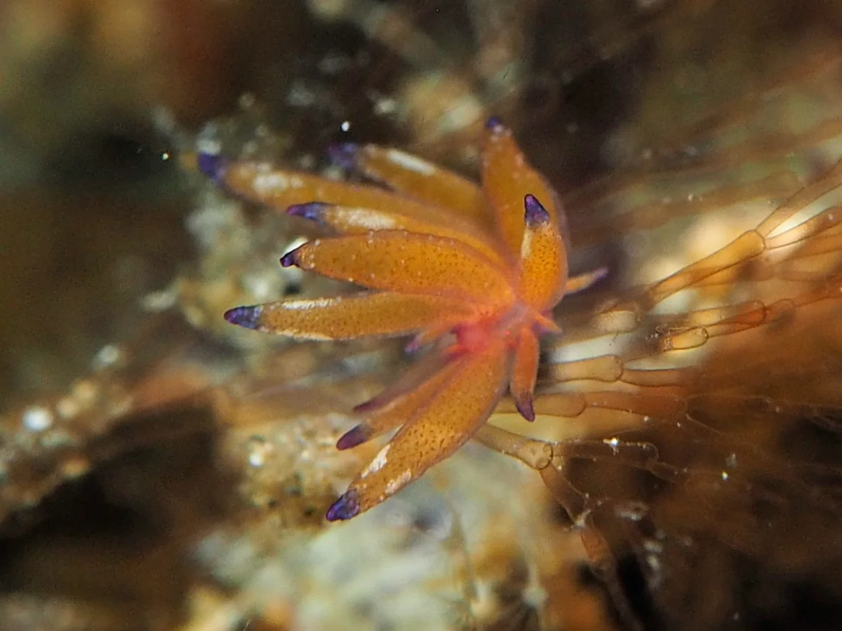 Hermaea sp - Indonesia - Lembeh