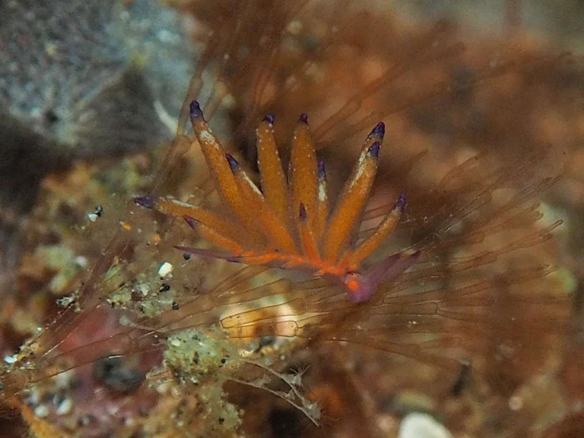 Hermaea sp - Indonesia - Lembeh