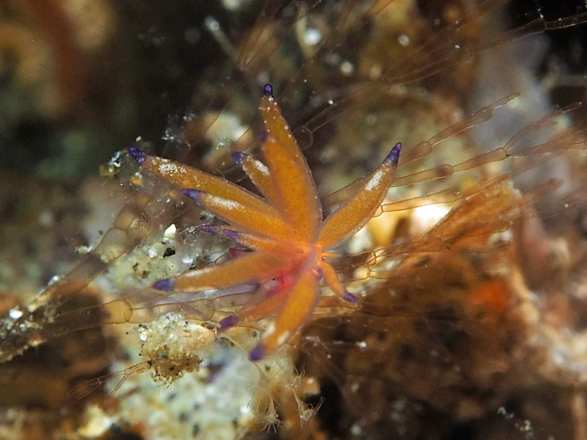 Hermaea sp - Indonesia - Lembeh