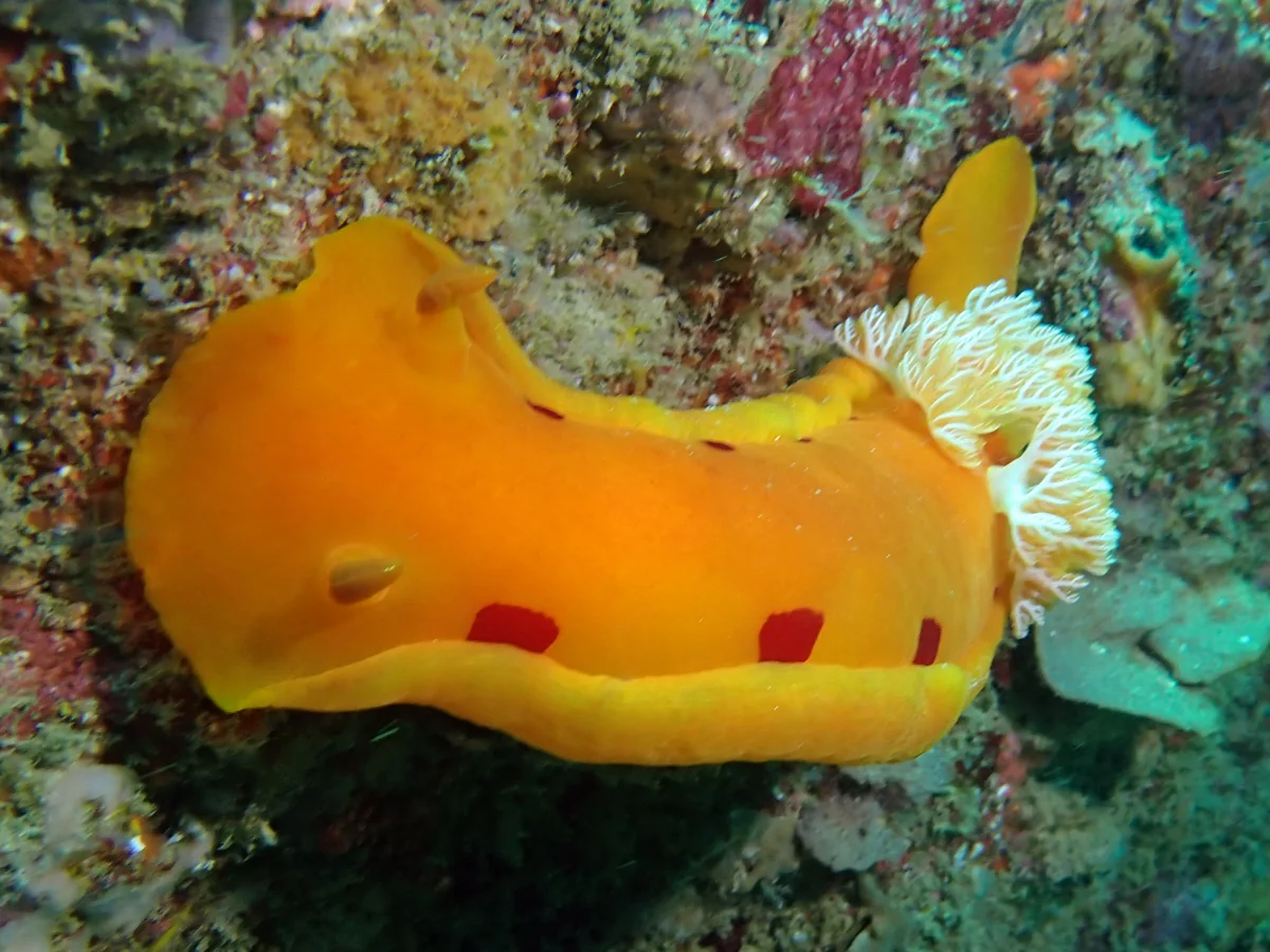 Hexabranchus sanguineus - Mozambique - Inhambane
