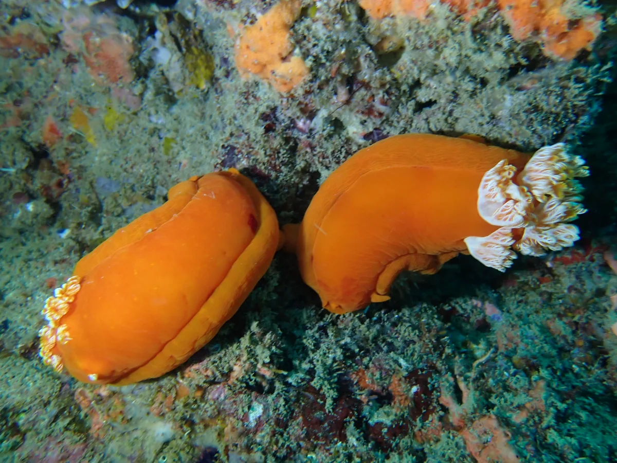 Hexabranchus sanguineus - Mozambique - Inhambane