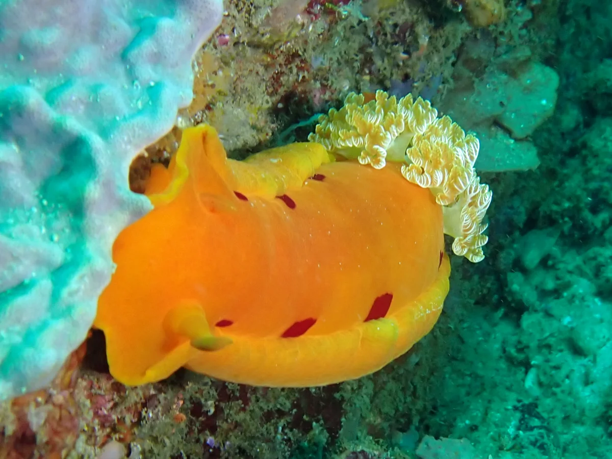 Hexabranchus sanguineus - Mozambique - Inhambane