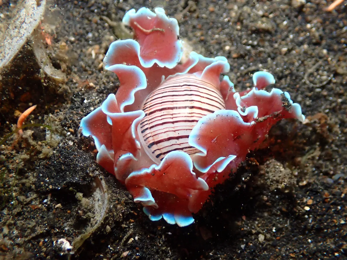 Hydatina physis - Indonesia - Lembeh