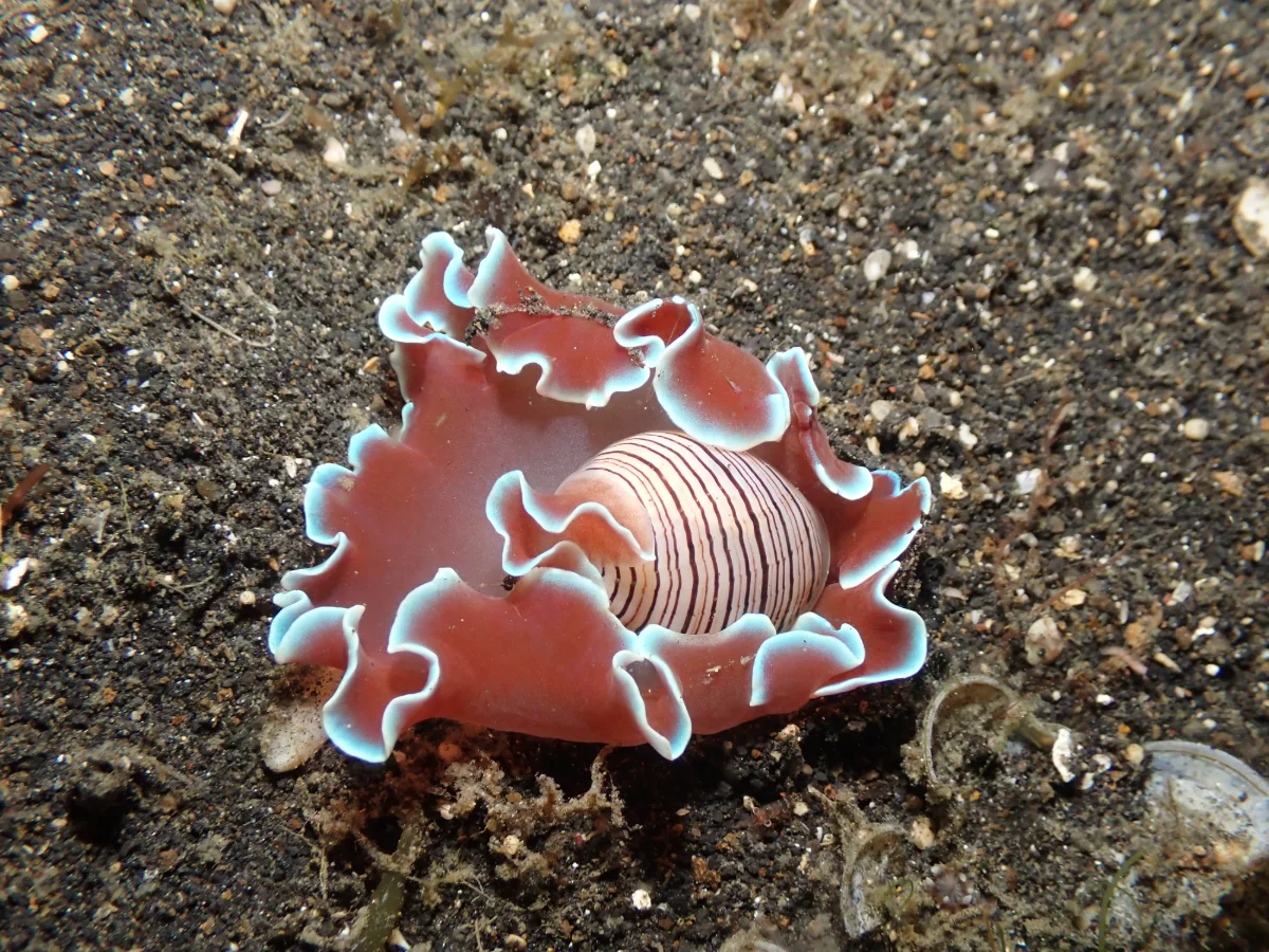 Hydatina physis - Indonesia - Lembeh