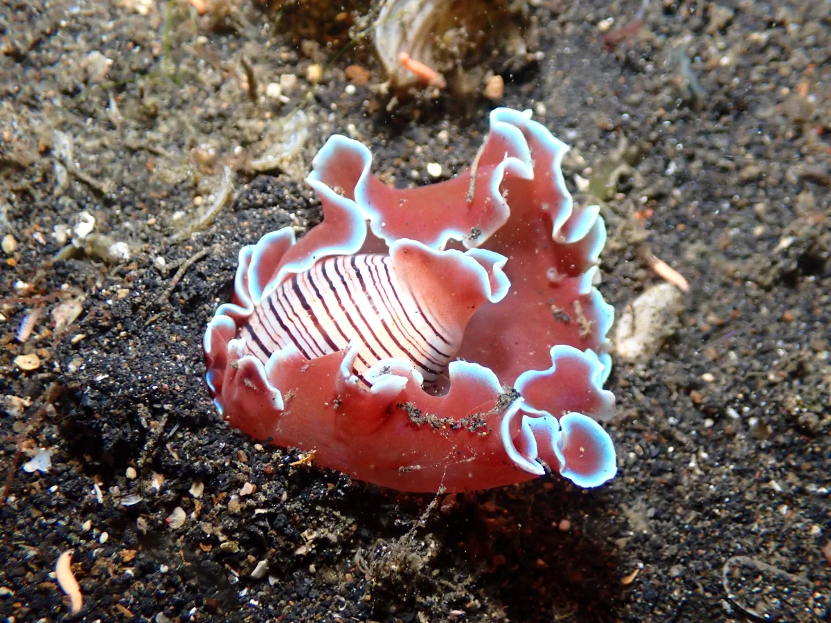 Hydatina physis - Indonesia - Lembeh