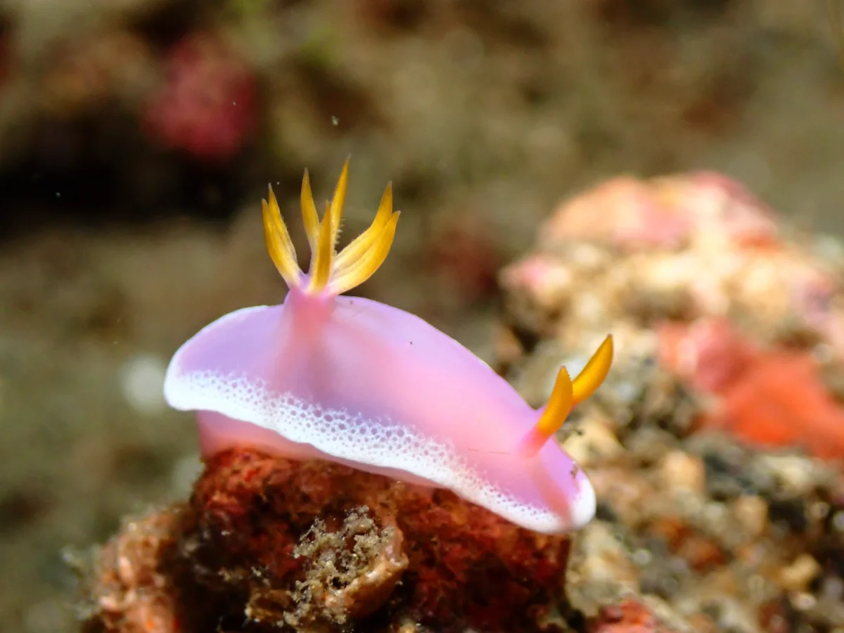 Hypselodoris apolegma - Indonesia - Lembeh