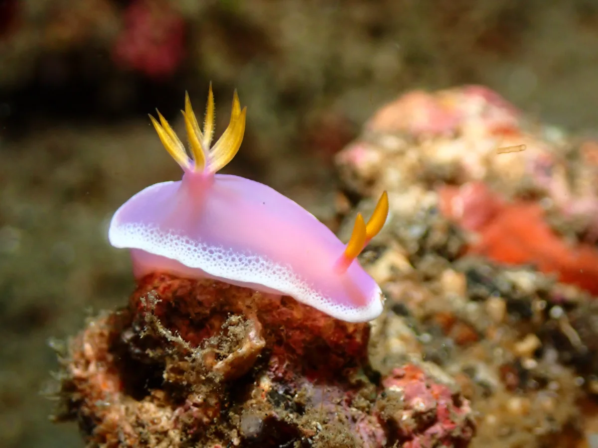 Hypselodoris apolegma - Indonesia - Lembeh