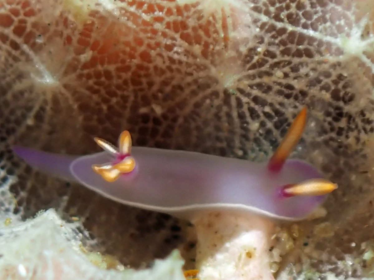 Hypselodoris bullockii - Philippines - Anilao