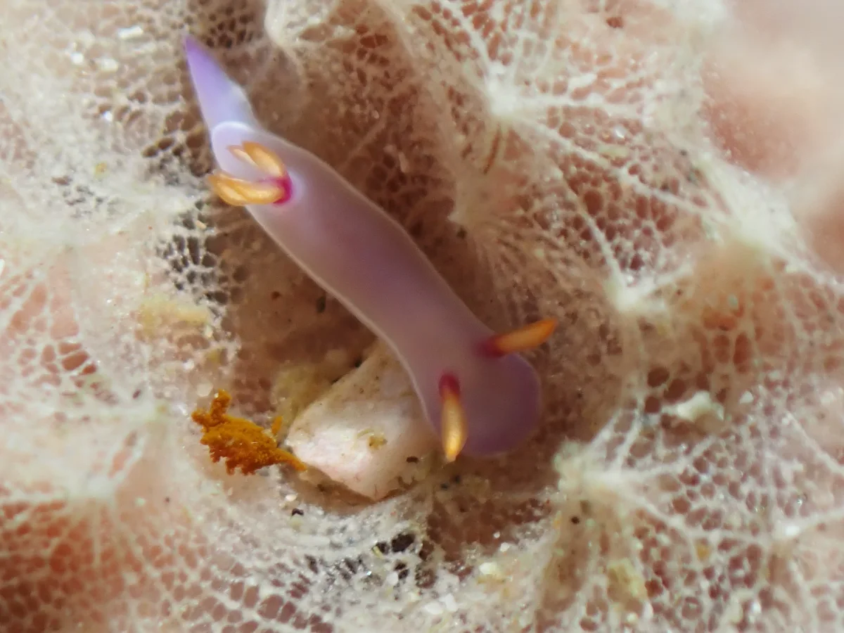 Hypselodoris bullockii - Philippines - Anilao