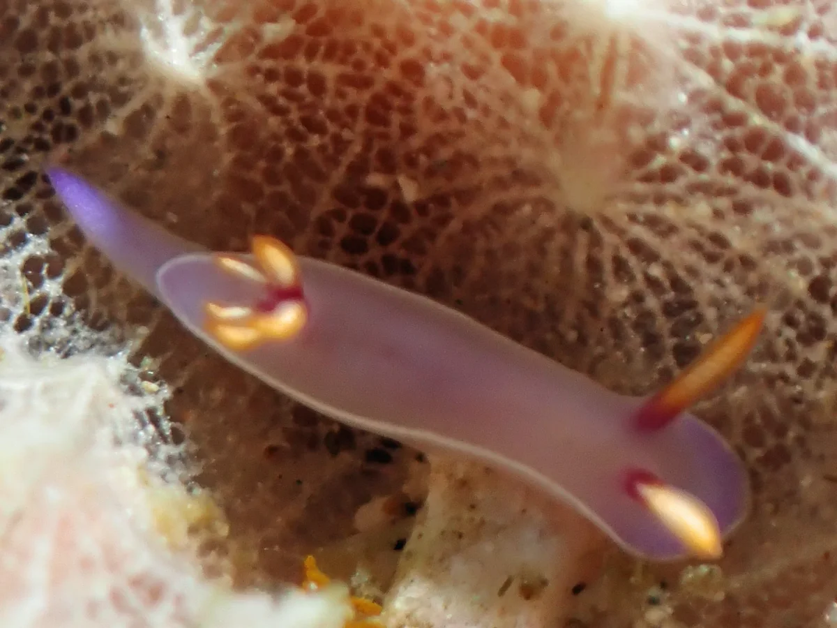 Hypselodoris bullockii - Philippines - Anilao
