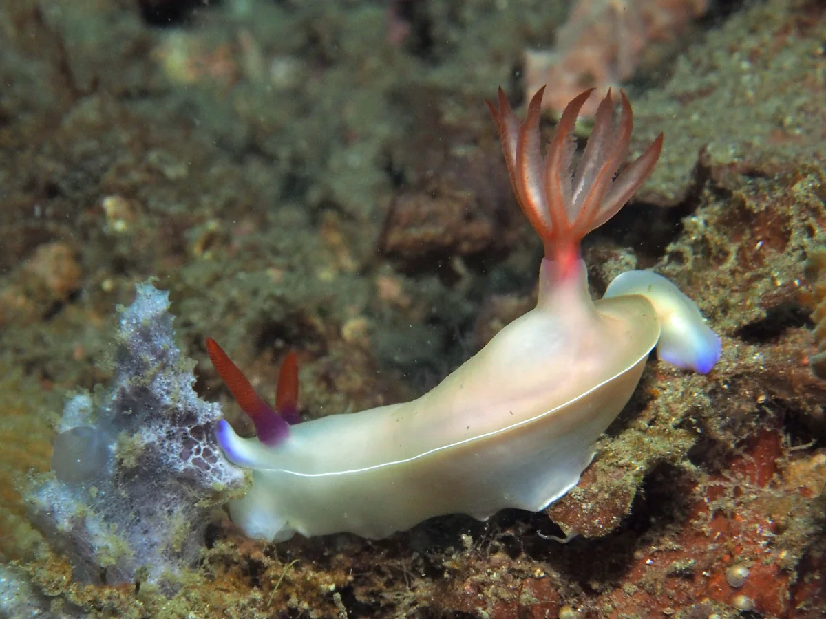 Hypselodoris bullockii - Indonesia - Lembeh