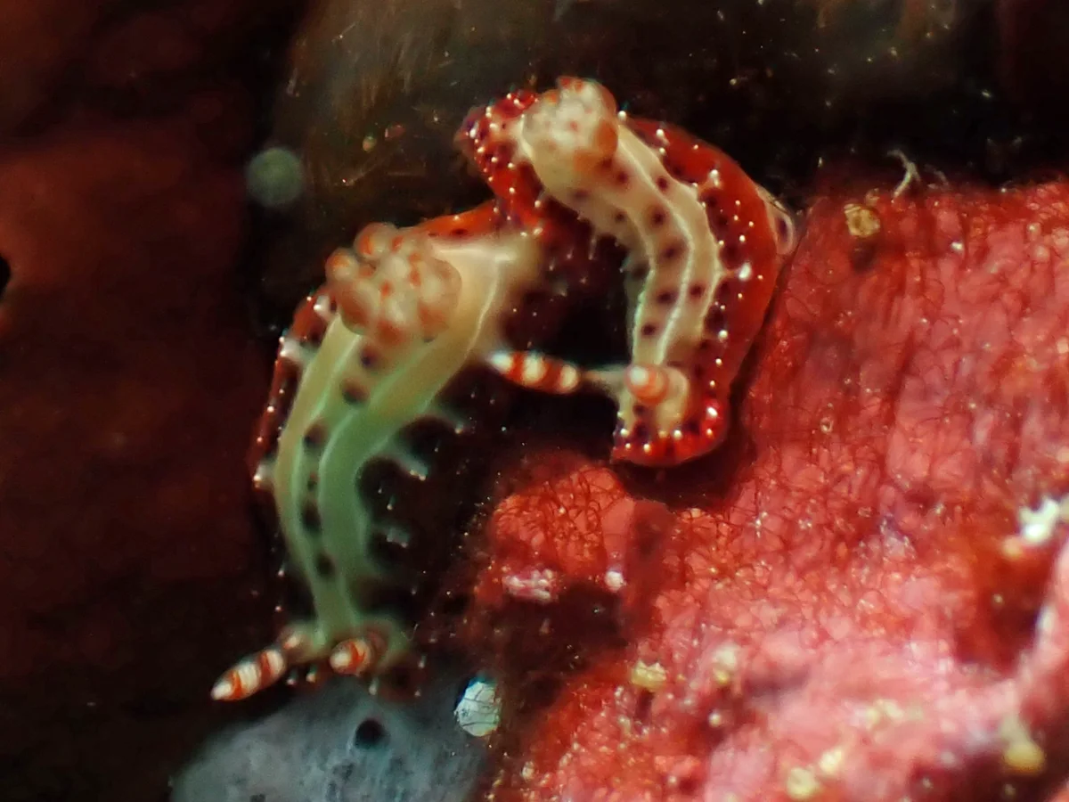 Hypselodoris decorata - Philippines - Anilao