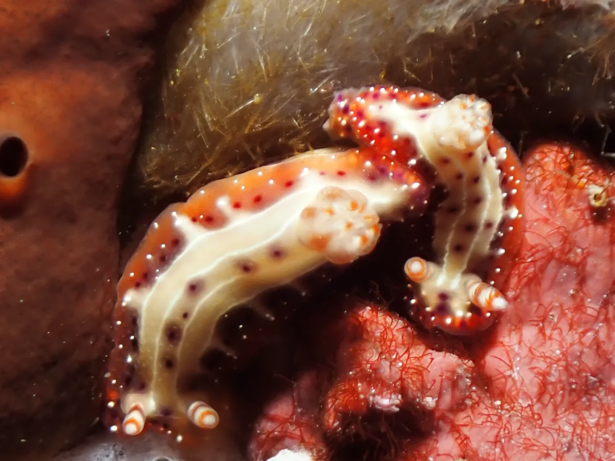 Hypselodoris decorata - Philippines - Anilao